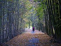 Budowa sieci tras rowerowych Pomorza Zachodniego - Trasa Zielonego Pogranicza odc. Gryfino - Trzcińsko Zdrój