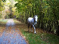 Budowa sieci tras rowerowych Pomorza Zachodniego - Trasa Zielonego Pogranicza odc. Gryfino - Trzcińsko Zdrój