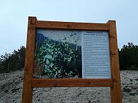 Budowa kładki przyrodniczej na wydmie zachodniej w Darłowie