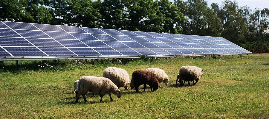 Ekologia i oszczędności idą w parze. Fotowoltaika w goleniowskich wodociągach Na zdjęciu: panele fotowoltaniczne i owce